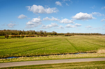 Fototapeta na wymiar Dutch polder landscape near Puttershoek, Hoeksche Waard, The Netherlands, with a country road, meadows and ditches and a blue sky with fluffy clouds