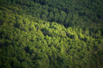 Fototapeta premium top view of a pine forest, partially illuminated by sunbeams