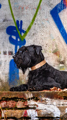 great dane dog