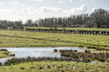Fototapeta na wymiar Dutch polder landscape near Puttershoek, Hoeksche Waard, The Netherlands, with a shallow puddle, geeese and pollard willows