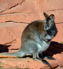 In winter wallaby is any animal belonging to the family Macropodidae that is smaller than a...