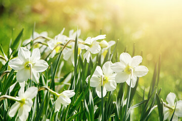 Young white daffodils in garden. Spring flowers in the sun. Abstract natural background. Happy easter.