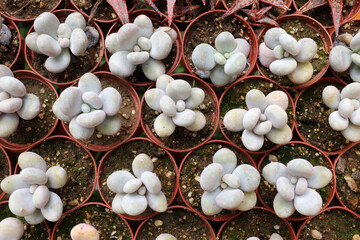 Growing of ornamental plants - succulents - Pachyphytum