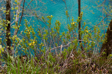 First leaves and flowers and emerald green water of Plitvice lakes in april. Plitvice Lakes National Park, Croatia
