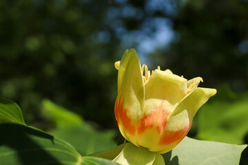 Tree in blossom - yellow poplar