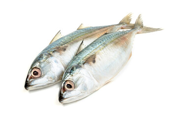 Fresh mackerel fish isolated on white background