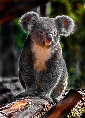 Koala sitting on the beam. Latin name - Phascolarctos cinereus
