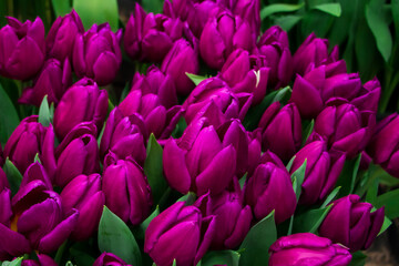 Obraz premium Fresh spring tulips on flower field. Tulip Festival. Easter flowers.