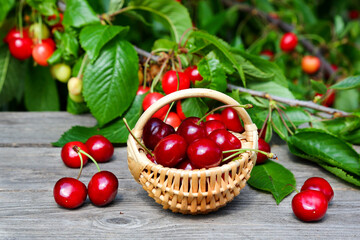 Sweet cherry berries in a wicker basket