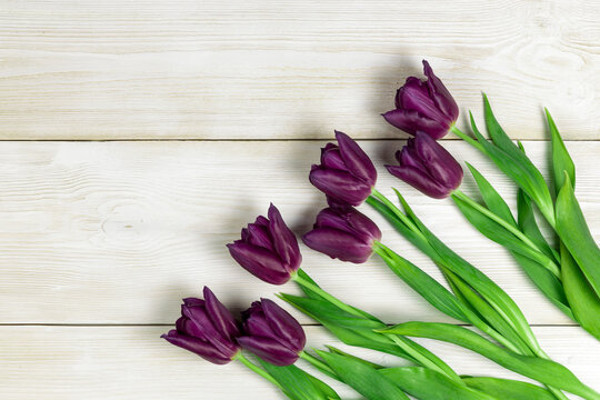 Fototapeta urple tulips on a white wooden background. Fresh spring flowers on white wooden planks background with copy space.