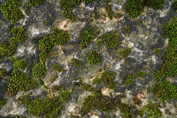 background, texture - green moss on the surface of the rock