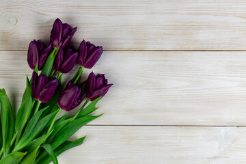 Purple tulips on a white wooden background. Fresh spring flowers on white wooden planks background with copy space.