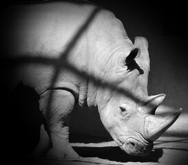 The white rhinoceros or square-lipped rhinoceros is the largest extant species of rhinoceros.  It...