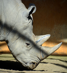 The white rhinoceros or square-lipped rhinoceros is the largest extant species of rhinoceros.  It has a wide mouth used for grazing and is the most social of all rhino species © Daniel Meunier