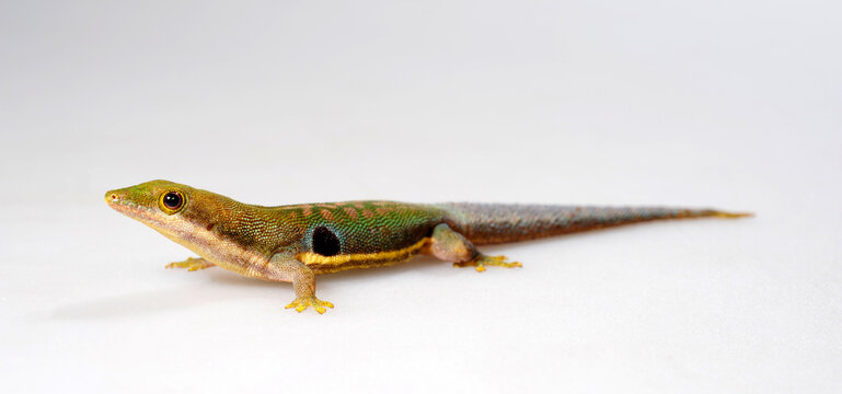 Peacock day gecko // Pfauenaugen-Taggecko (Phelsuma parva / Phelsuma quadriocellata parva)