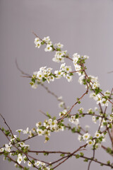 Beautiful white flowering shrub Spirea aguta. Bridal Wreath Spirea.
