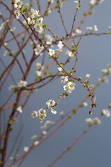 Beautiful white flowering shrub Spirea aguta. Bridal Wreath Spirea.