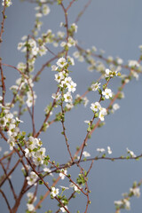 Beautiful white flowering shrub Spirea aguta. Bridal Wreath Spirea.