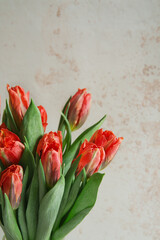 Red tulips against concrete background, closeup view