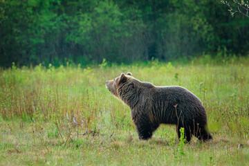 Fototapeta na wymiar Wild brown bear in the natural environment in the rain. Brown bear in a nice forest. Ursus arctos, up close. Wildliffe photography in the Slovak country (Tatras)