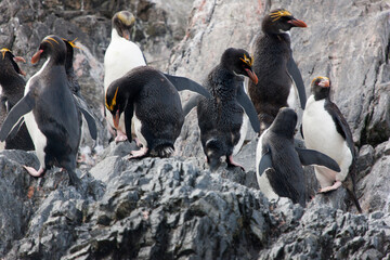 South Georgia. Group of macaroni penguins on a cloudy winter day