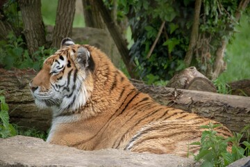 the amur tiger previously known as the siberian tiger