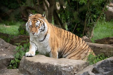 the amur tiger also known as the siberian tiger one of the largest cats in the world