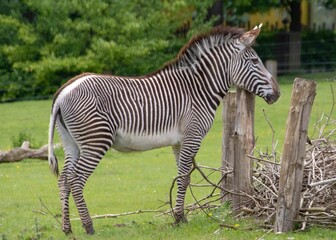 Fototapeta na wymiar beautiful zebra with distinctive black and white stripes