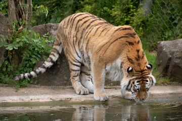 beautiful amur tiger one of the largest cats in the world
