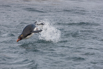 Obraz premium South Georgia. Subantarctic penguin in water close up on a cloudy winter day