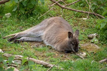 red necked wallaby having a rest