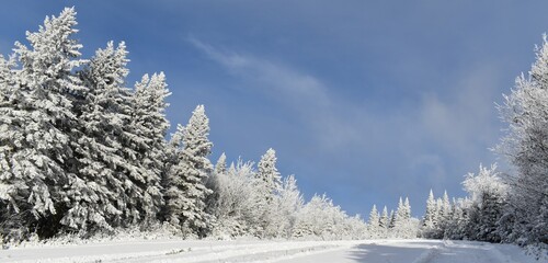 Snowy spruce trees under a blue sky, Sainte-Apolline, Québec
