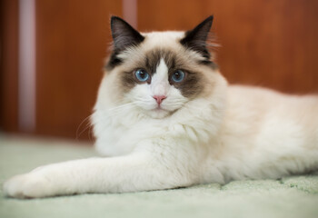 Beautiful young white purebred Ragdoll cat with blue eyes