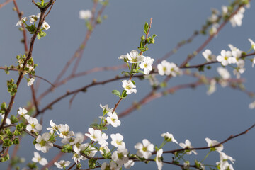 Beautiful white flowering shrub Spirea aguta. Bridal Wreath Spirea.