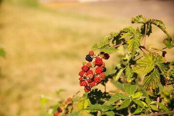 View of Wild Blackberries