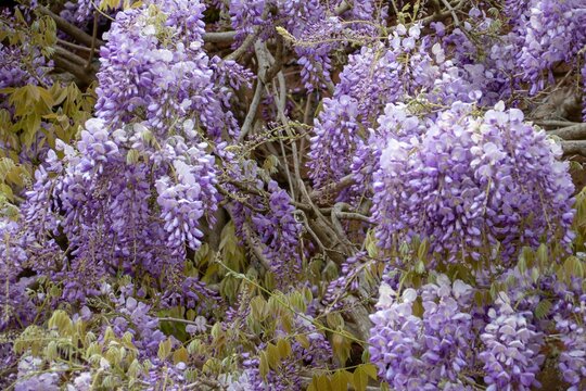 Beautiful Pale Purple Flowers Of A Wisteria