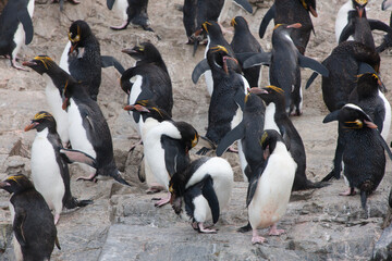 Fototapeta premium South Georgia. Group of macaroni penguins on a cloudy winter day