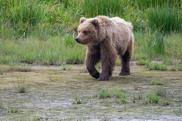 Obraz na płótnie Canvas Female coastal brown bear (Ursus arctos) walking across a meadow in Lake Clark NP, Alaska