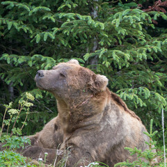 large male coastal brown bear (Ursus arctos) waking from his day bed in Lake Clark NP, Alaska