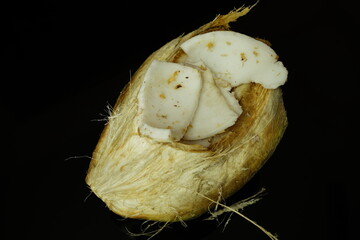 fresh natural coconut flesh pieces