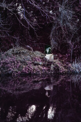 Heron Fishing at Irish Canal