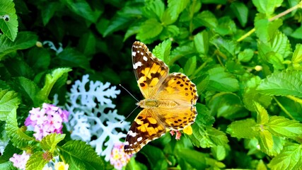 Fototapeta na wymiar Butterfly Garden