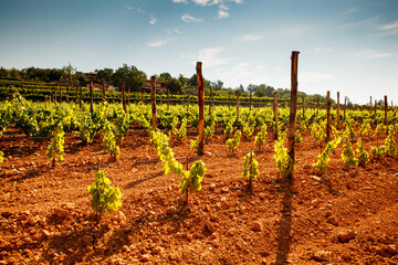 Vineyard in the Trieste Karst