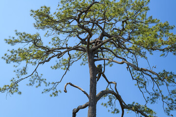 Beautiful pine tree in the national park, Thailand.