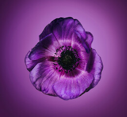 purple violet flower 