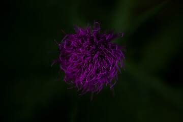 purple violet flower night