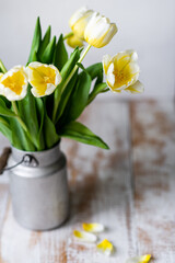 Naklejka na ściany i meble gelbe Tulpen in Zink Kanne auf Holztisch im vintage shabby chic Stil 