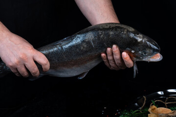 Man holds fresh salmon salmon on a dark background.