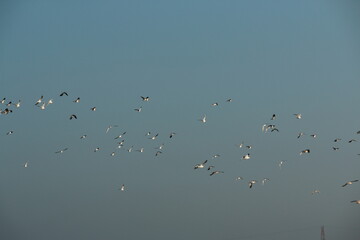 Two flying wild geese against the clear blue grey sky