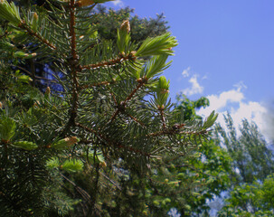 Spruce branch against a background of blue sky and trees